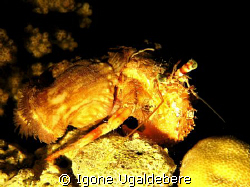Anemone crab on night dive. Taken on Abu Ramada dive site... by Igone Ugaldebere 